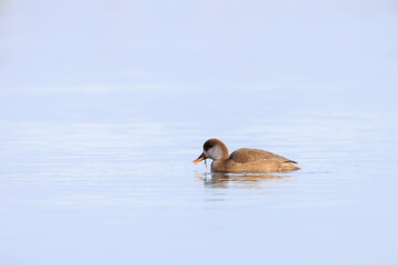 Red-crested pochard Netta rufina waterfowl, low point of view.