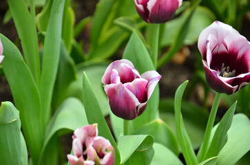 pink tulips in a garden