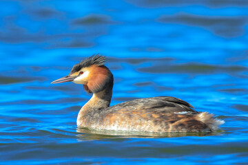 Closeup of a Great crested grebe Podiceps cristatus waterfowl
