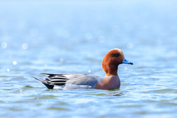 Male Eurasian wigeon Mareca penelope swimming