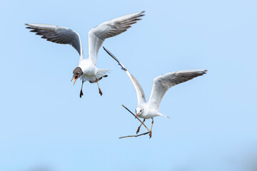 Black-headed gull, Chroicocephalus ridibundus, flying