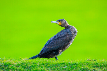 Great Cormorant, Phalacrocorax carbo, perched in a field
