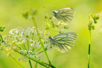 Green-veined white butterfly, Pieris napi, resting in a meadow foraging