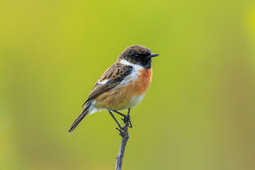 Male Stonechat, Saxicola rubicola, bird singing