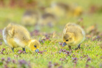 Greylag goose chick, Anser anser, in a meadow