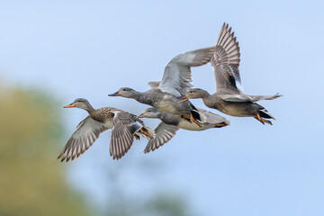 Gadwall, Mareca strepera, duck in flight