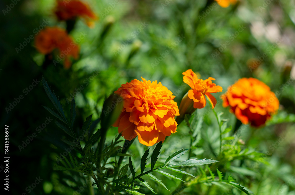 Wall mural orange flower in the garden