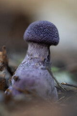 A beautiful violet web-cap growing in the forest during late summer. Natural woodlands scenery on Latvia, Northern Europe.
