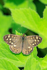 Speckled wood butterfly Pararge aegeria side view