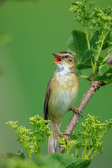 Sedge Warbler, Acrocephalus schoenobaenus, singing