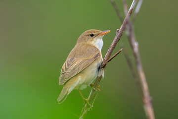Marsh warbler, Acrocephalus palustris, singing bird