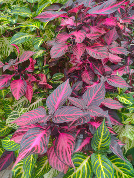 Iresine Bloodleaf Plant. Fuchsia and Violet Leaves