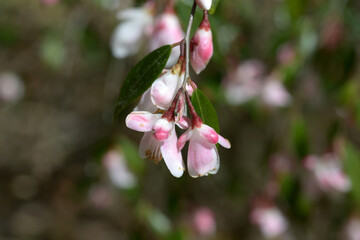 エリナカスケード　ツバキの花