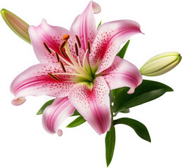 Naklejka premium Vibrant Pink Lily, isolated on transparent