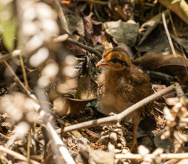 Jungle fowl chicks - Gallus lafayettii