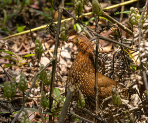 Jungle fowl hen - Gallus lafayettii