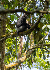 Purple-faced langur, - emnopithecus vetulus