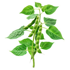 Close-up of a fresh green bean plant with vibrant green leaves and pods in various stages of growth against a white background.