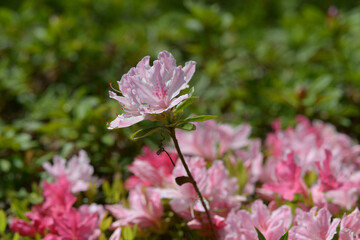 ピンクのツツジの花