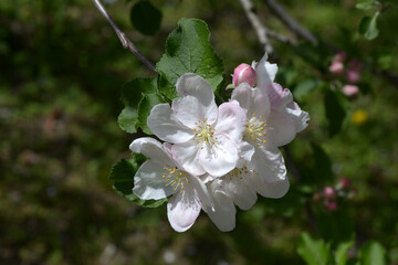 リンゴの花　ニュートンのリンゴの木