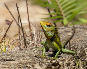 Common green forest lizard - Calotes calotes