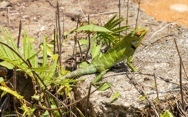 Common green forest lizard - Calotes calotes