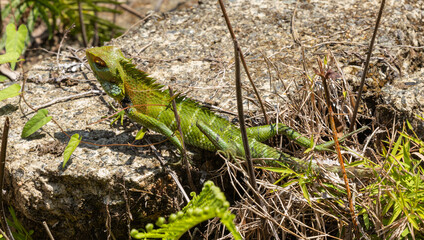 Common green forest lizard - Calotes calotes