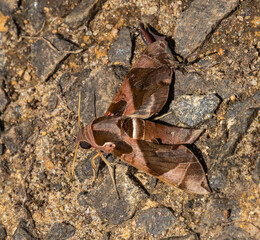 Jade hawkmoth - Daphnis hypothous,