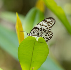 Blue tiger butterfly, Tirumala limniace