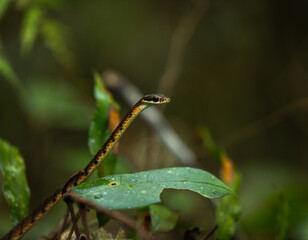 Bronzeback tree snake, Dendrelaphis tristis