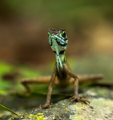 Brown patched kangaroo lizard, Otocryptis wiegmanni