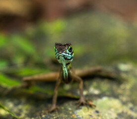 Brown patched kangaroo lizard, Otocryptis wiegmanni