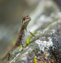 Brown patched kangaroo lizard, Otocryptis wiegmanni