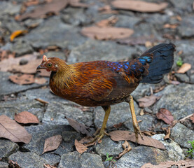 Jungle fowl cockerel - Gallus lafayettii