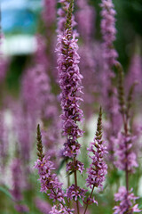 Vibrant Purple Loosestrife Wildflowers in Natural Setting