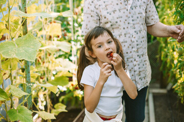 Fototapeta premium A young girl eating a cherry tomato, standing with her grandfather in a greenhouse filled with ripe tomato plants