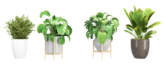 plant in a pot