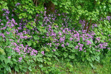 Fototapeta premium Beautiful flowering wildflowers on a summer day.