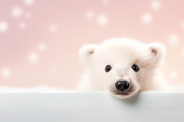 White polar bear portrait with copy space. Horizontal banner for International polar bear day or World wildlife day.