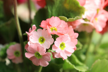Obraz premium Close up Blooming Pink Primrose Flowers