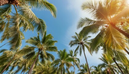 Fototapeta premium Blue Sky Palm Trees, Sunlight Filtering Through Tropical Leaves