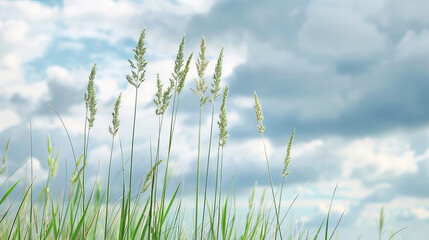 Fototapeta premium Tall grasses against a cloudy sky background