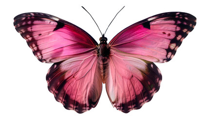 Obraz premium Detailed image of a pink butterfly with open wings showcasing its vibrant colors and intricate patterns against a black background. 