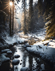 Fototapeta premium Winter forest trees in snow near river, day light, beautiful woods. Cold season, outdoor landscape