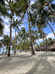 Amazing paradise view to the White beach with palms in Bohol Panglao island, Philippines