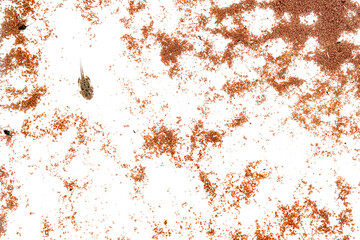 Metamorphosis, the tadpole of European tree frog among the algae (Hyla arborea)