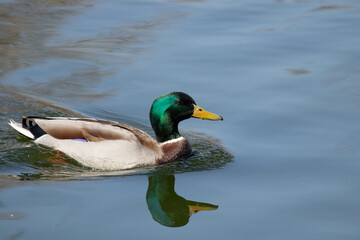 Happy Mallard Duck floating in the lake, Beijing , China