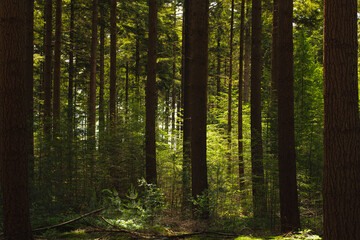 Obraz premium Spring landscape, Pine trees trunk in the forest with warm sunlight, A pine is any conifer in the genus Pinus of the family Pinaceae. Pinus is the sole genus in the subfamily Pinoideae, Netherlands.