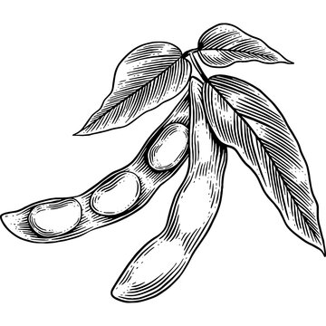 recommend clip art: Hand drawn Soybean Plant Sketch Illustration