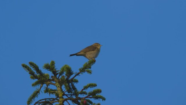 A Willow Warbler sitting on a twig